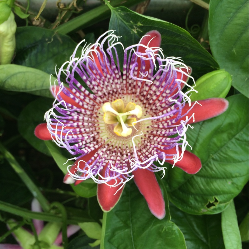 Winged-stem passion flower