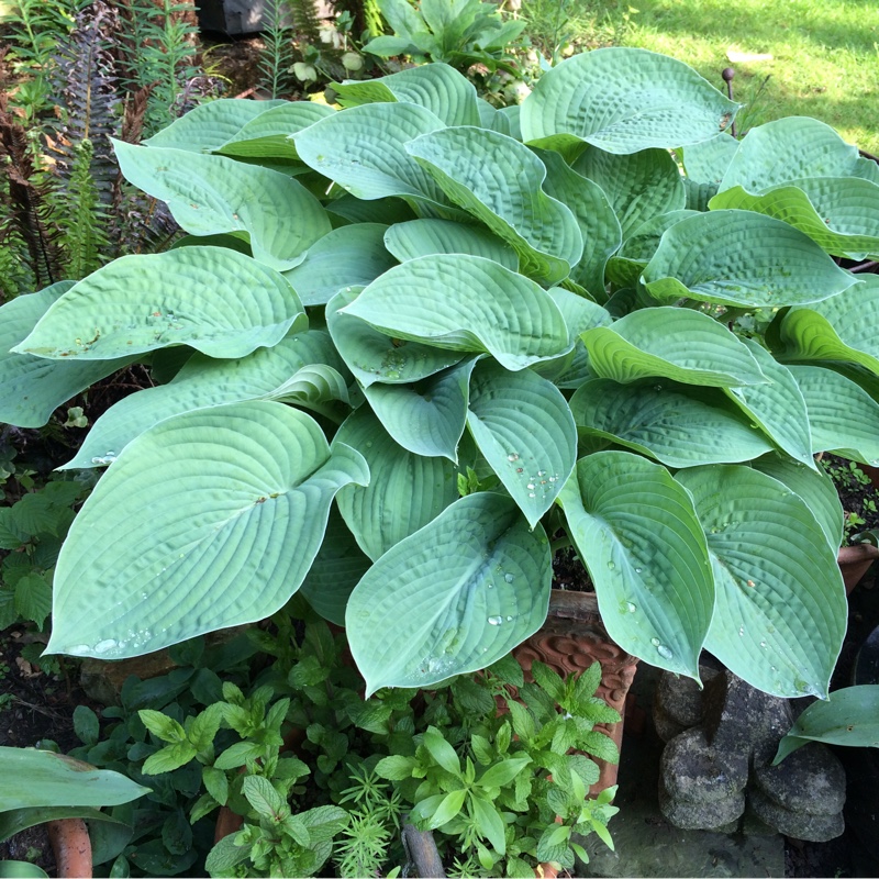 Helen's garden