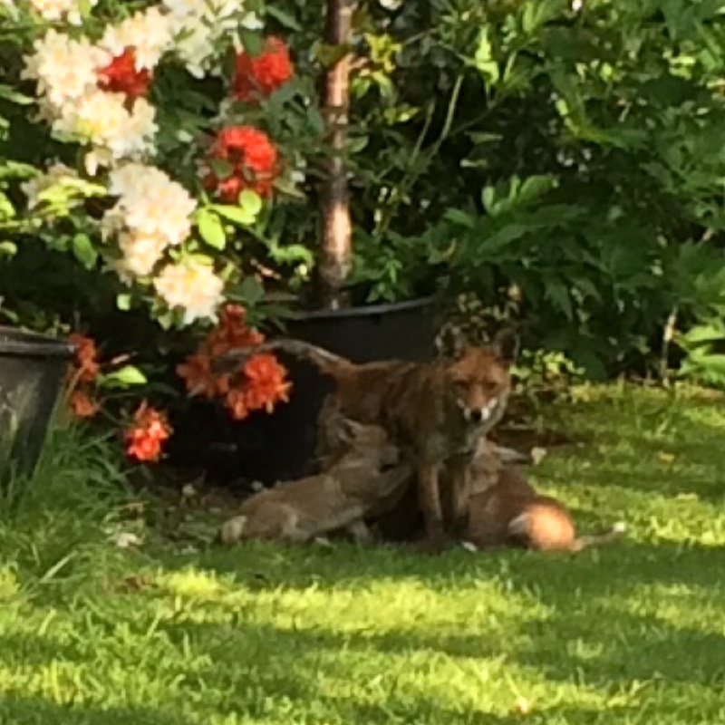 Helen's garden