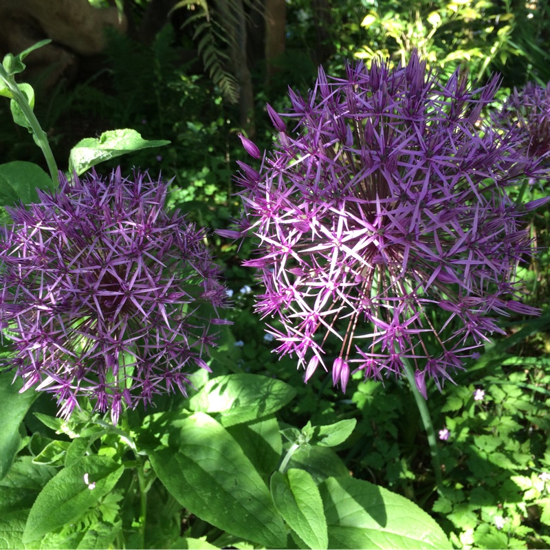 Helen's garden