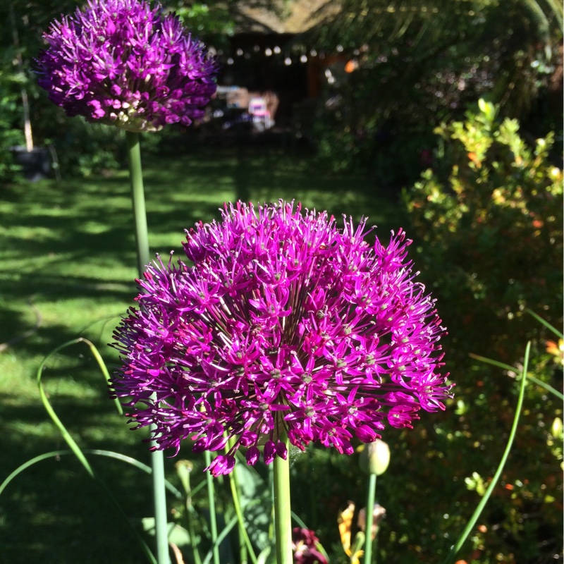 Helen's garden