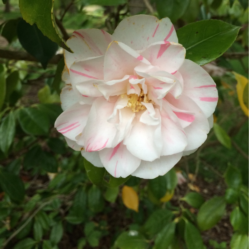 Helen's garden
