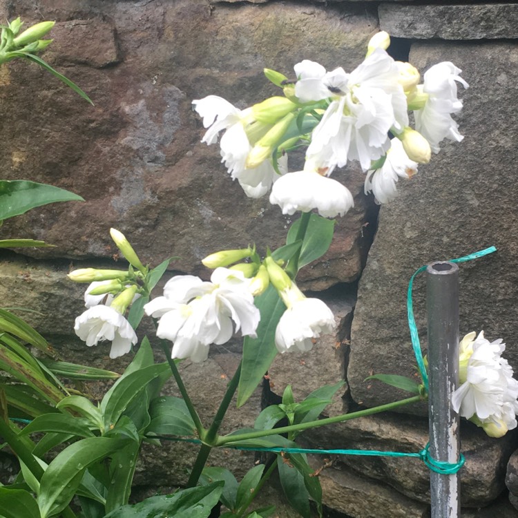 plant image 847953