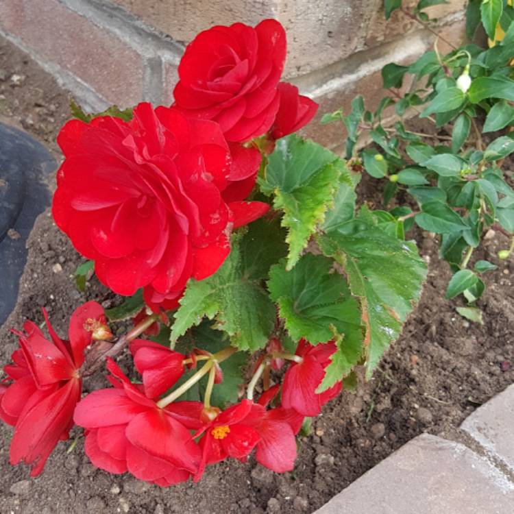 plant image 563159