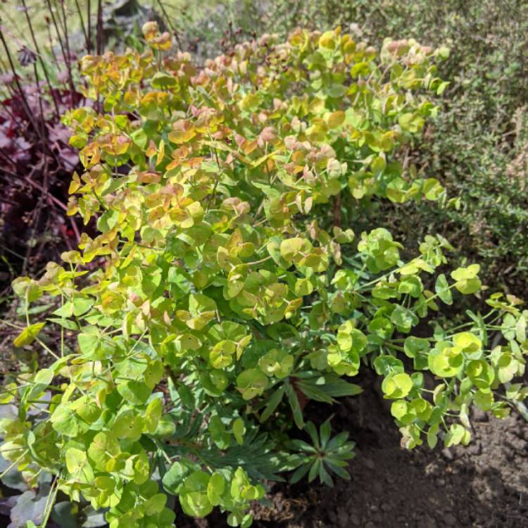 Plant image Euphorbia amygdaloides