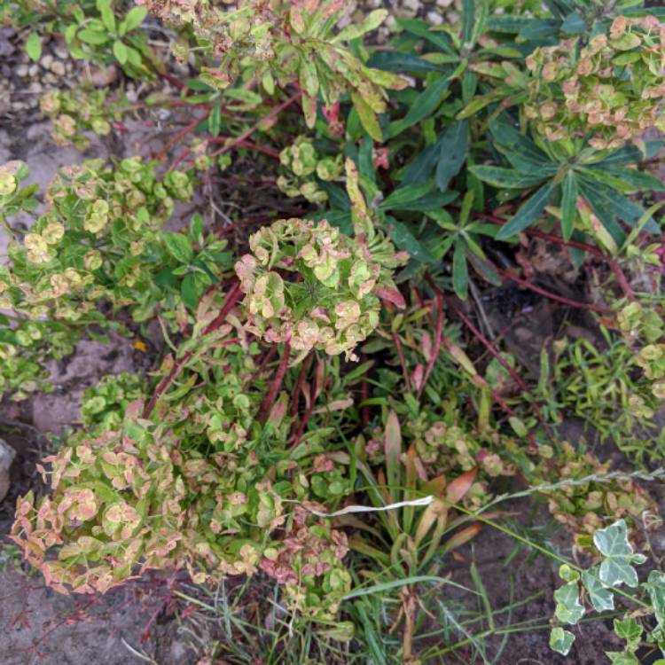 plant image 1337504 plant image 1337504
