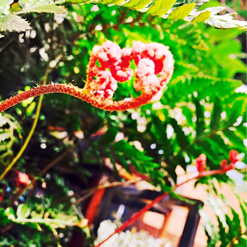Helen's garden