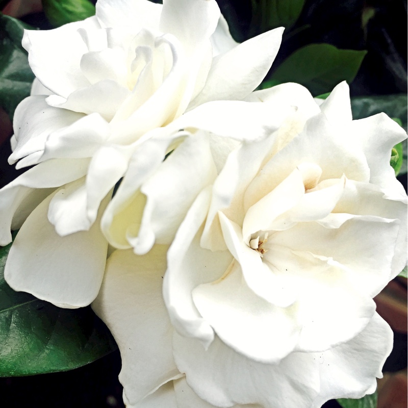 Gardenia Florida