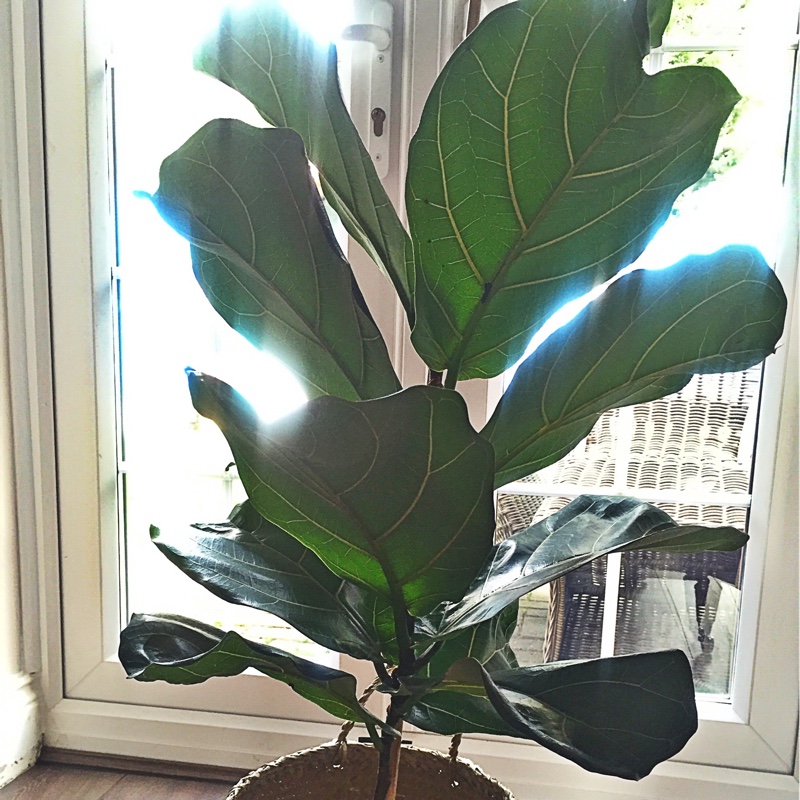 Fiddle Leaf Fig