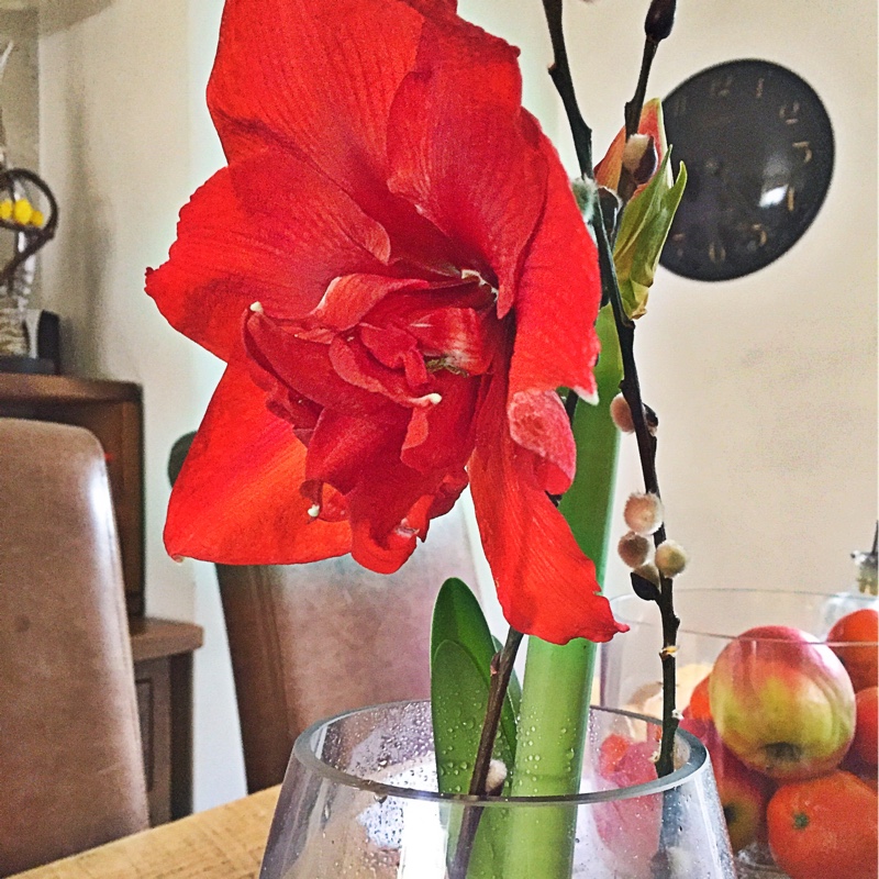 Hippeastrum 'Red Lion'
