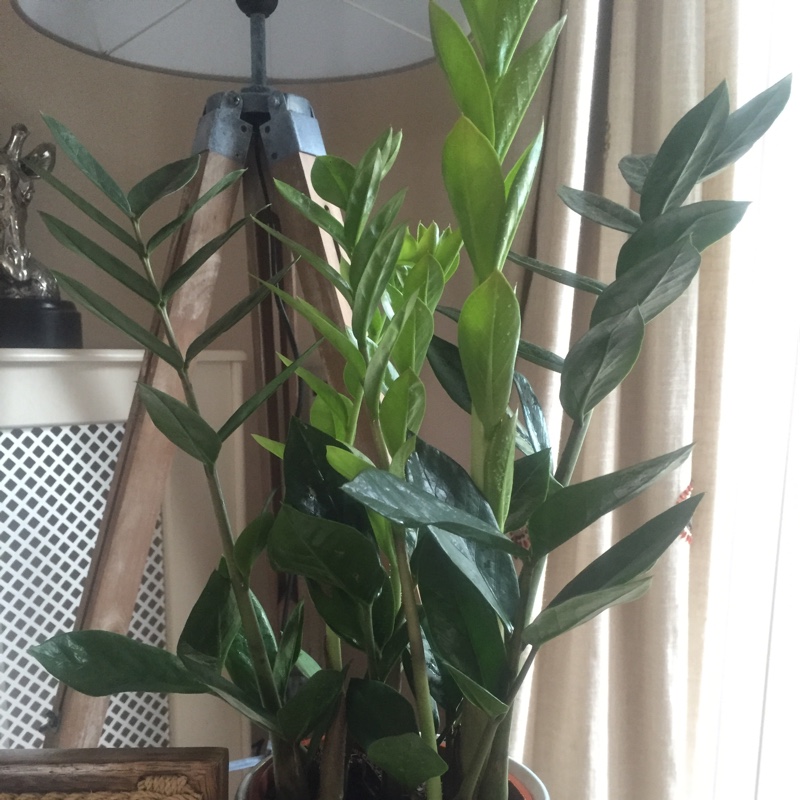 ZZ Plant