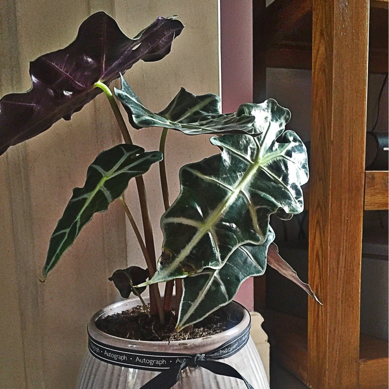 Amazonian Elephant Ear
