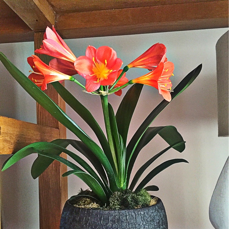 Clivia (Species) Clivia miniata