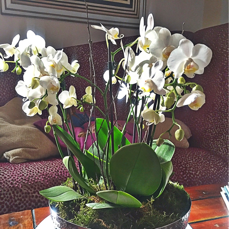 Miniature White Moth Orchid