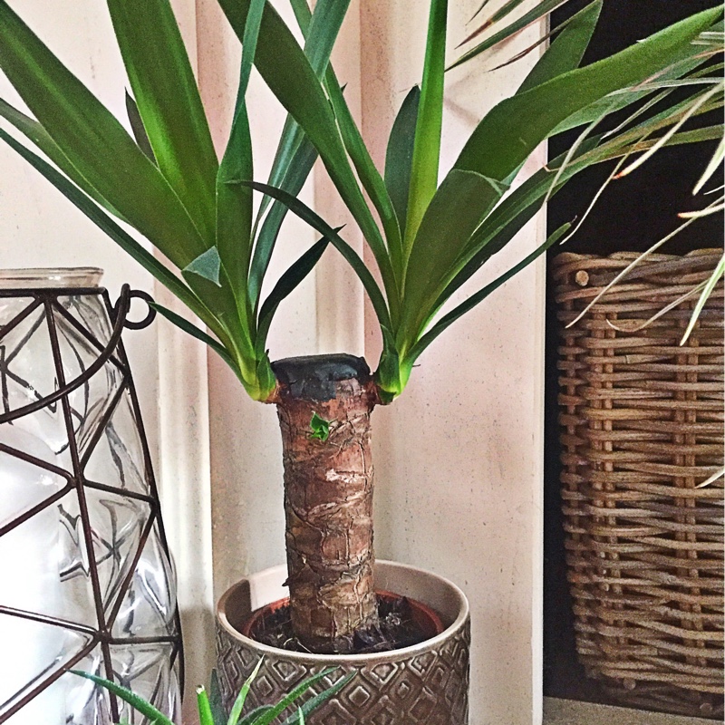 Spineless yucca