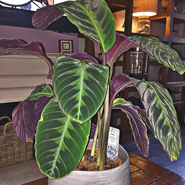 Zebra Plant