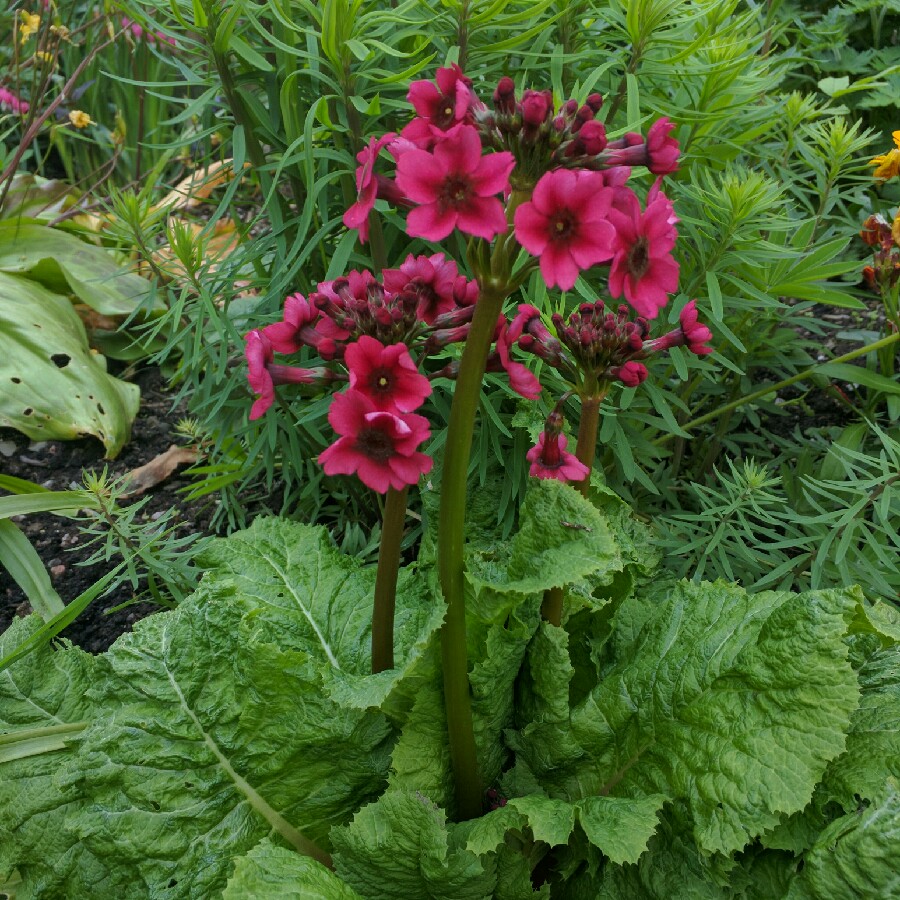 Japanese Primrose 'Miller's Crimson'