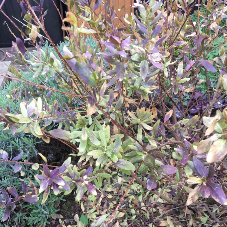 Plant image Polygala Dalmaisiana