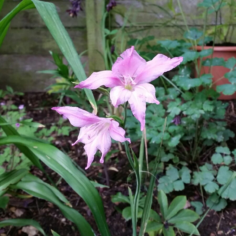 Plant image Gladiolus 'Charming Beauty'