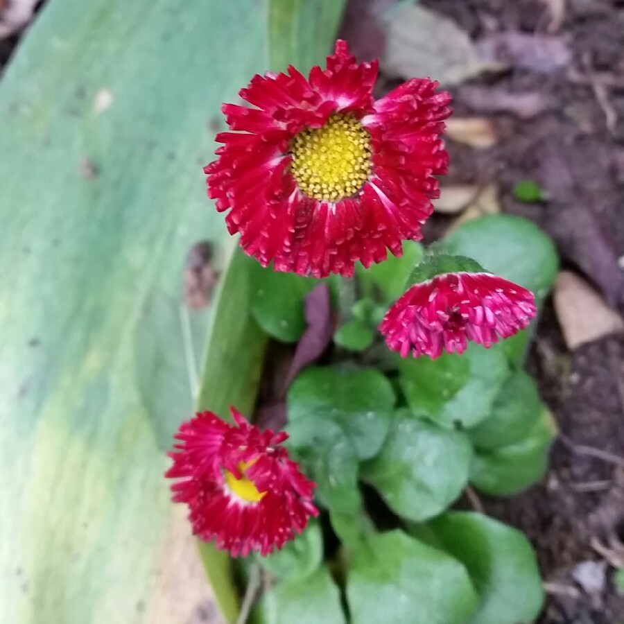 Plant image Bellis Perennis 'Romi Red'