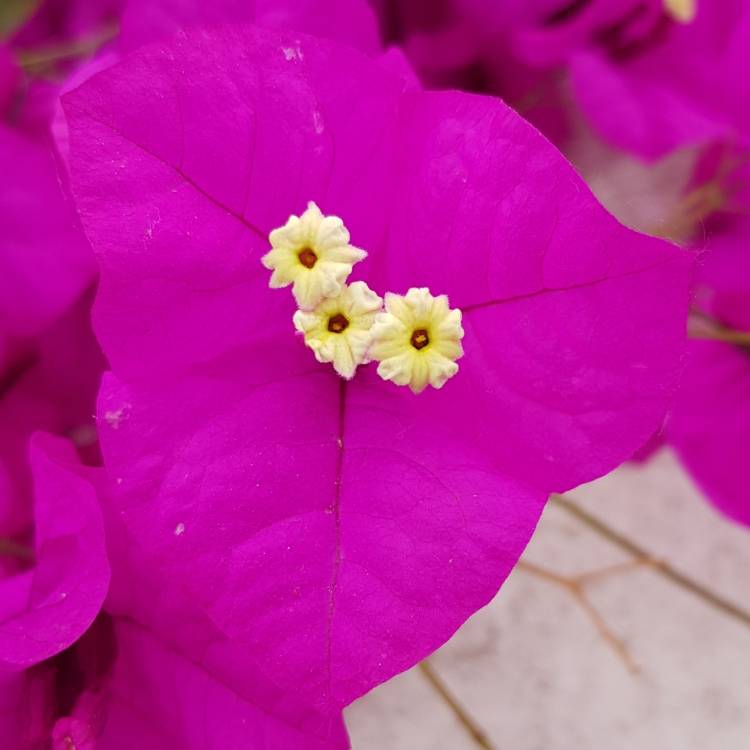 Plant image Bougainvillea
