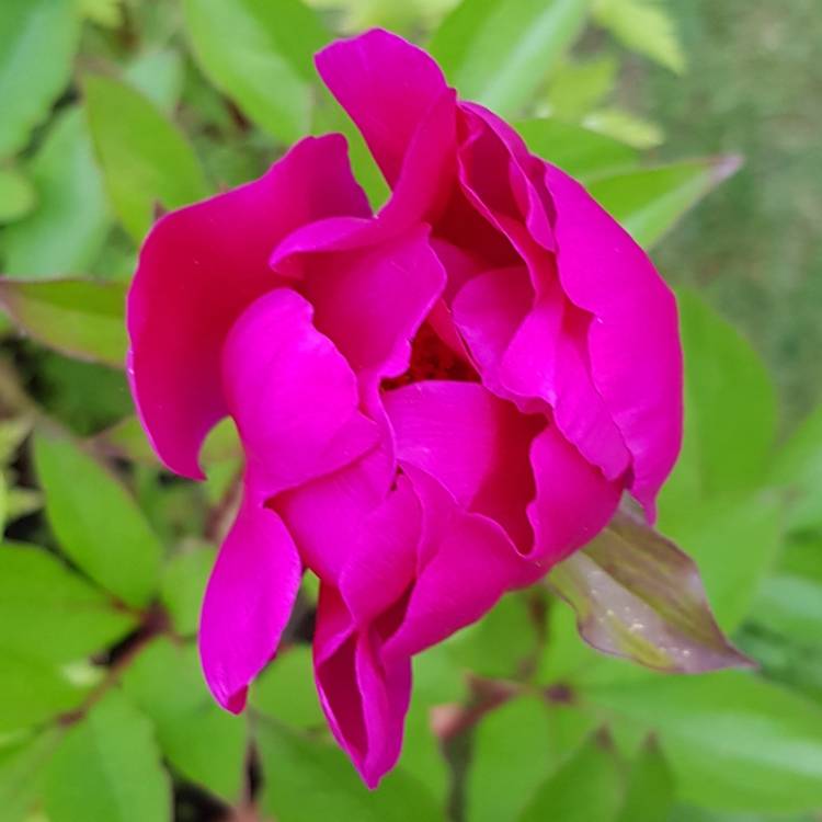 Plant image Paeonia