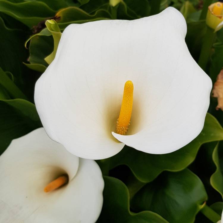 Zantedeschia rehmannii, Calla Lily - uploaded by @Hellebore