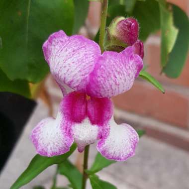 Antirrhinum majus 'Lucky Lips'