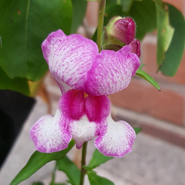 plant image 1109700