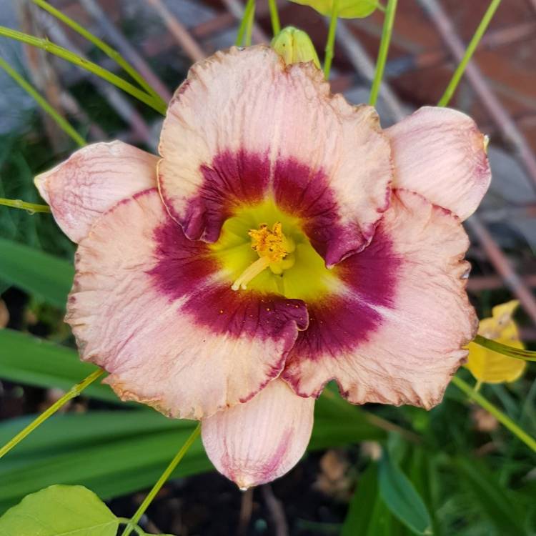 plant image 1117706