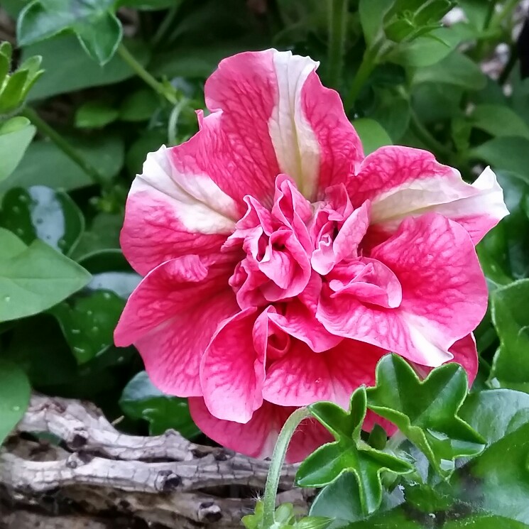 Petunia 'Tumbelina Cherry Ripple' (Tumbelina Series) syn. Petunia 'Cherry Ripple'