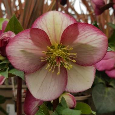 Helleborus 'Coseh 5400' (HGC Ice 'N' Roses Series) syn. Helleborus 'HGC Ice 'N' Roses Rosado'