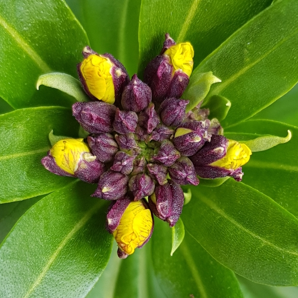 Plant image Erysimum