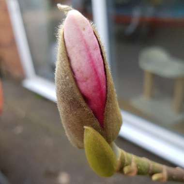 Magnolia 'Star Wars'