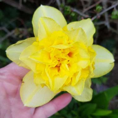 Narcissus