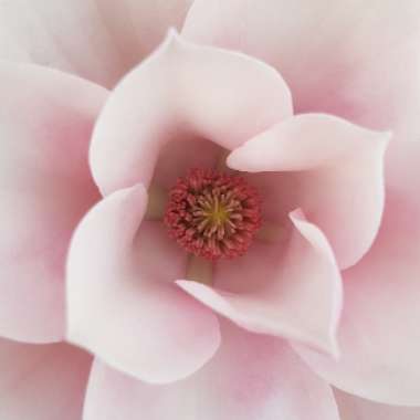 Magnolia 'Star Wars'
