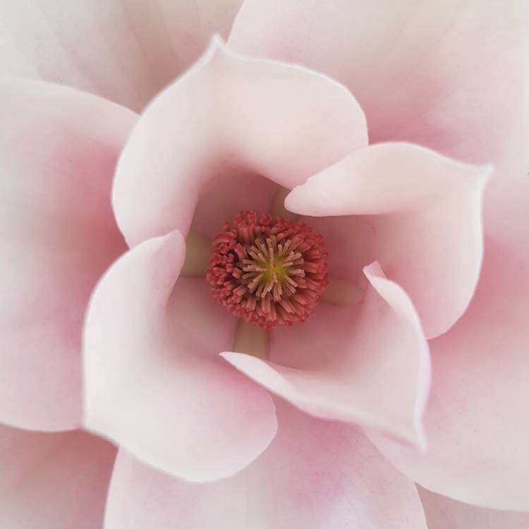 plant image 1266775 plant image 1266775