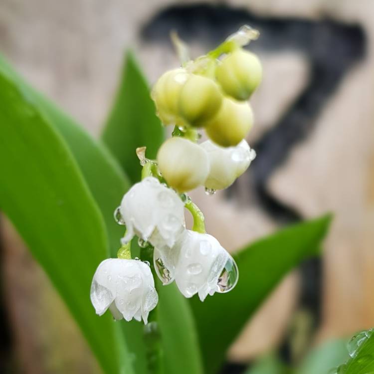 plant image 1285406
