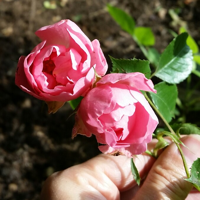 plant image 129972