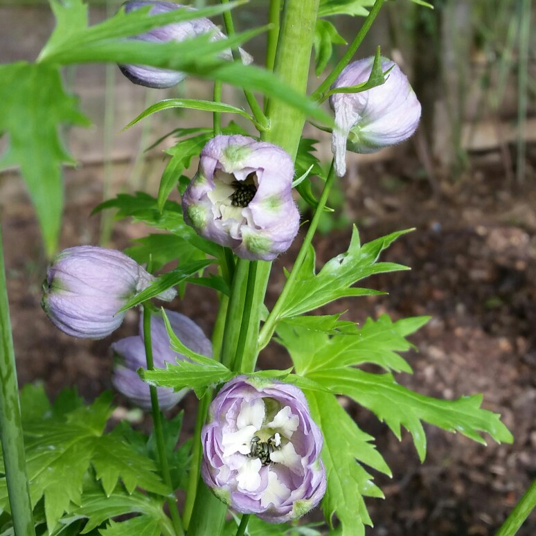 plant image 130201 plant image 130201