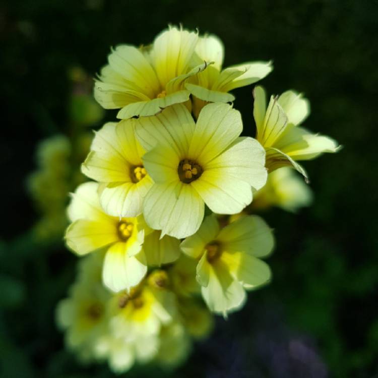 Plant image Sisyrinchium striatum