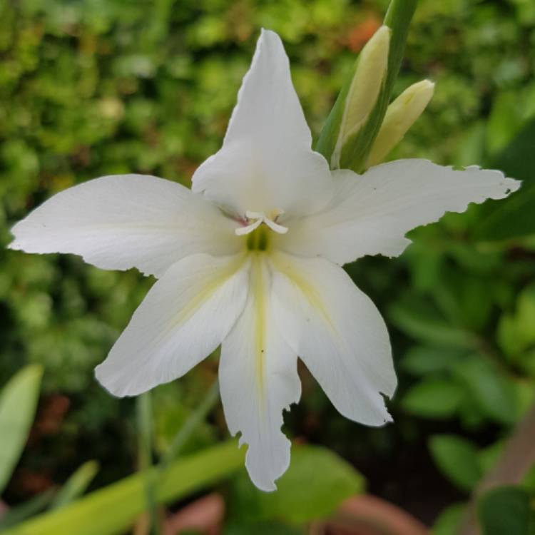 Plant image Gladiolus x colvillii 'Albus' syn. Gladiolus x colvillei 'Nana Alba'