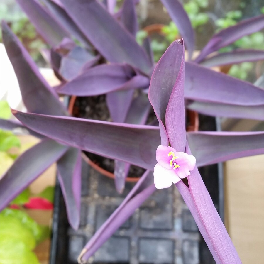 Plant image Tradescantia pallida 'Purpurea' syn. Tradescantia pallida 'Purple Heart'