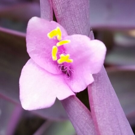 Tradescantia pallida 'Purpurea' syn. Tradescantia pallida 'Purple Heart'