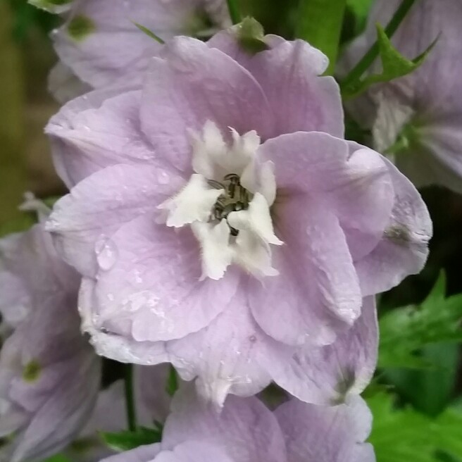 plant image 134015 plant image 134015