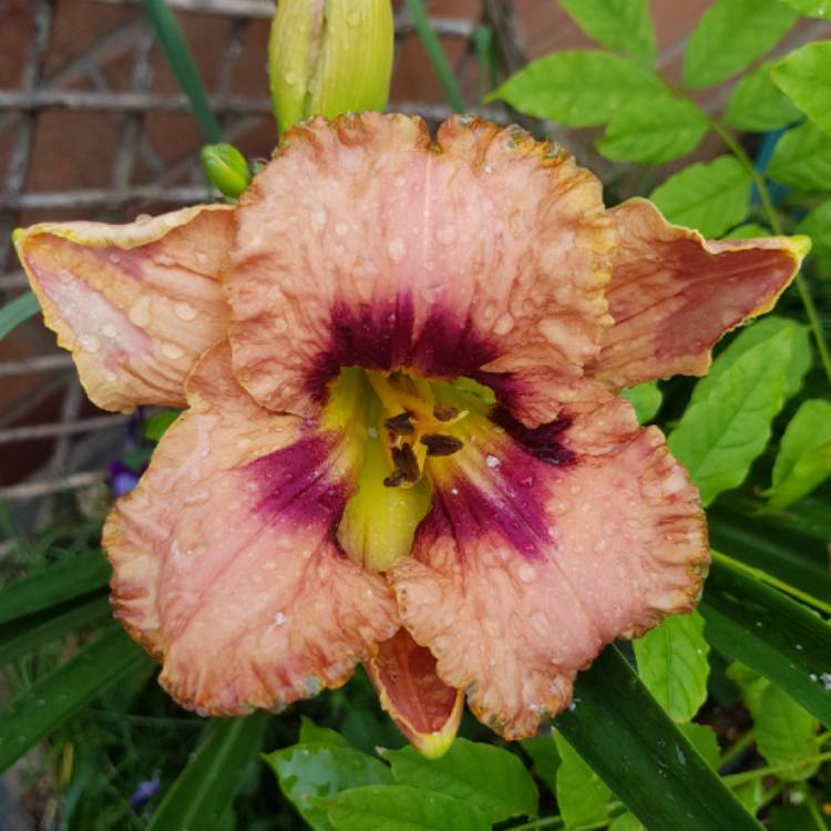 plant image 1341862