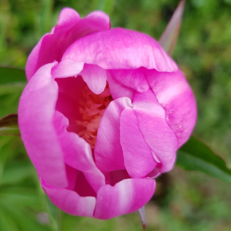 plant image 1343099 plant image 1343099