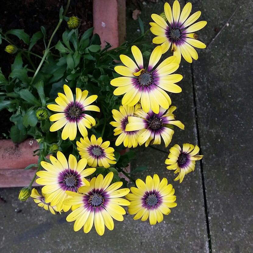 plant image 136841