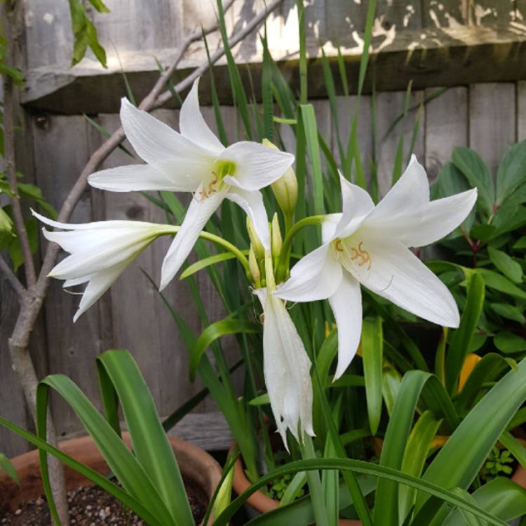 plant image 1368904 plant image 1368904