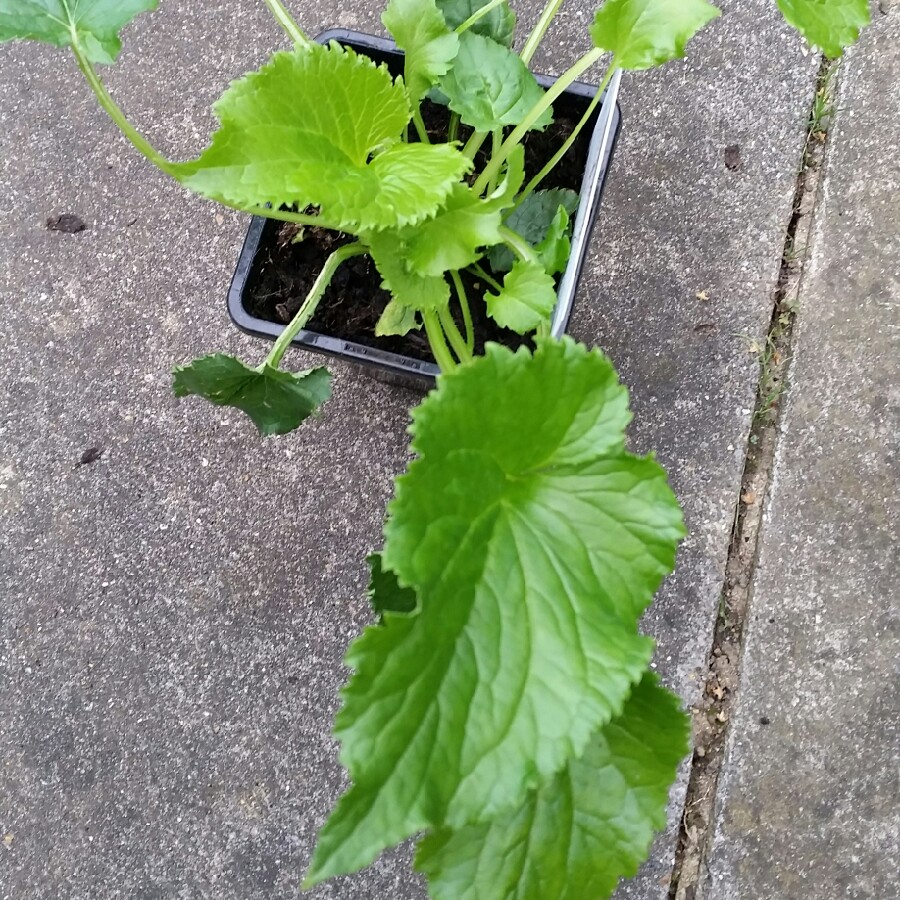 plant image 144132